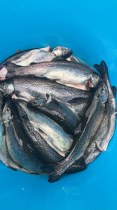 Форель Ірпінь - photo 2