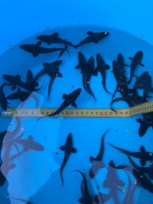 Малек русского осетра от 50 грн Ірпінь - photo 1