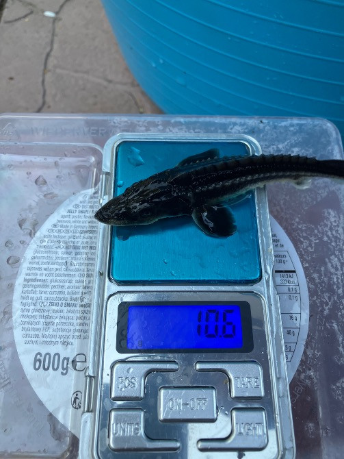 Малек русского осетра от 50 грн Ірпінь - photo 4