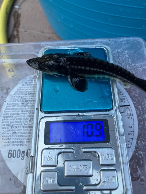 Малек русского осетра от 50 грн Ірпінь - photo 2