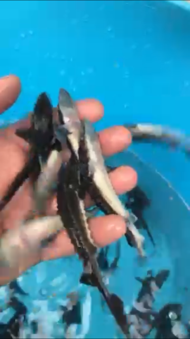 Малек русского осетра от 50 грн Ірпінь - photo 5