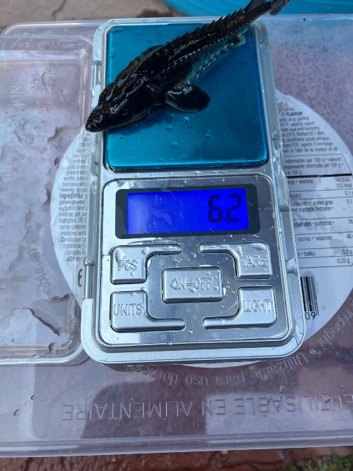 Малек русского осетра от 50 грн Ірпінь - photo 3