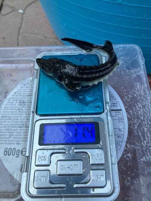 Малек русского осетра от 50 грн Ірпінь - photo 6